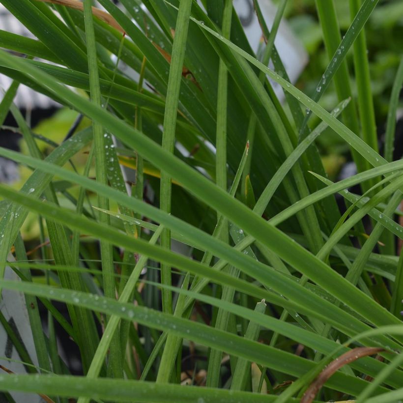 Liriope muscari (Feuillage)