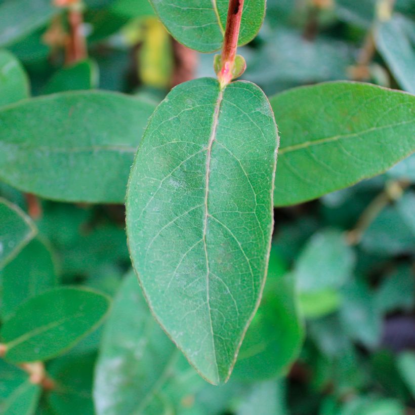 Lonicera caerulea Boreal Beauty - camérisier bleu (Feuillage)