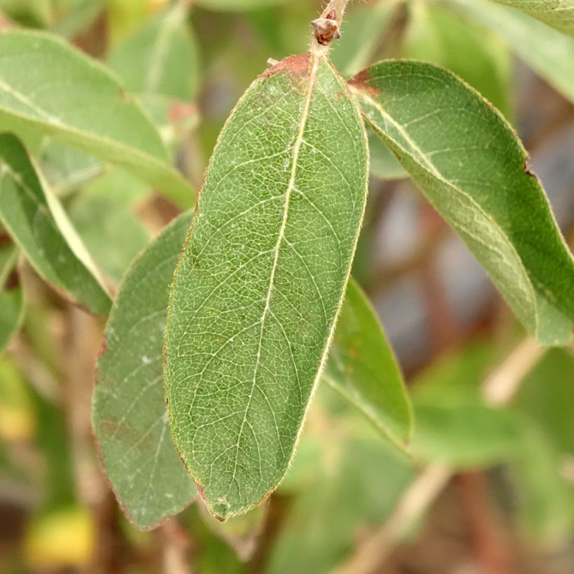 Lonicera caerulea var. kamtschatica Altaj - Baie de mai (Feuillage)