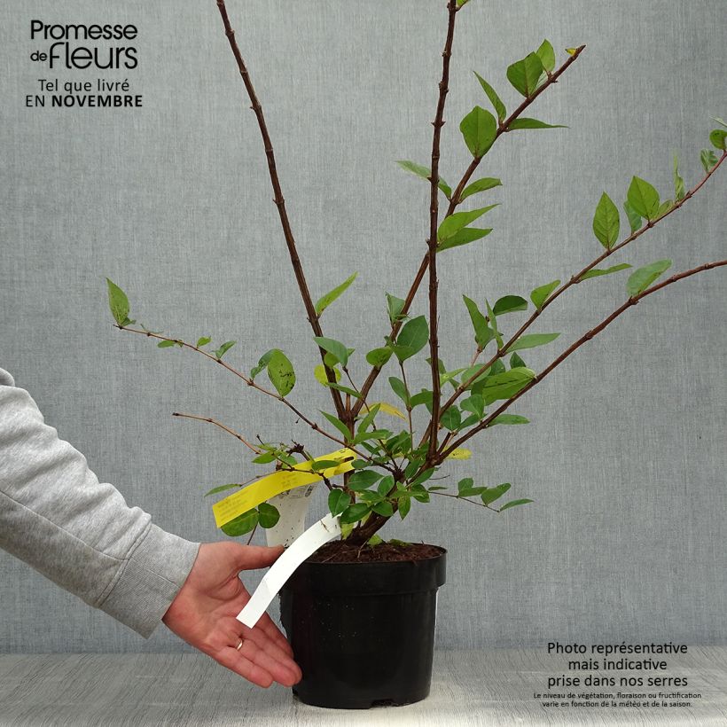 Spécimen de Lonicera purpusii Winter Beauty - Chèvrefeuille d'hiver parfumé  Pot de 3L/4L tel que livré en automne