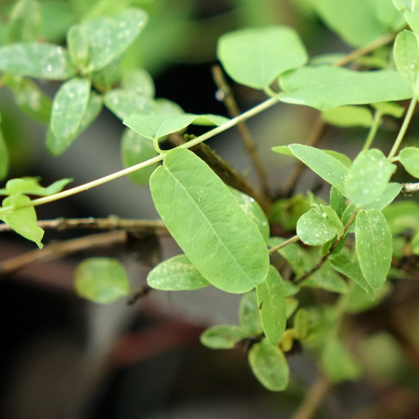 Lonicera syringantha - Chèvrefeuille lilas (Feuillage)