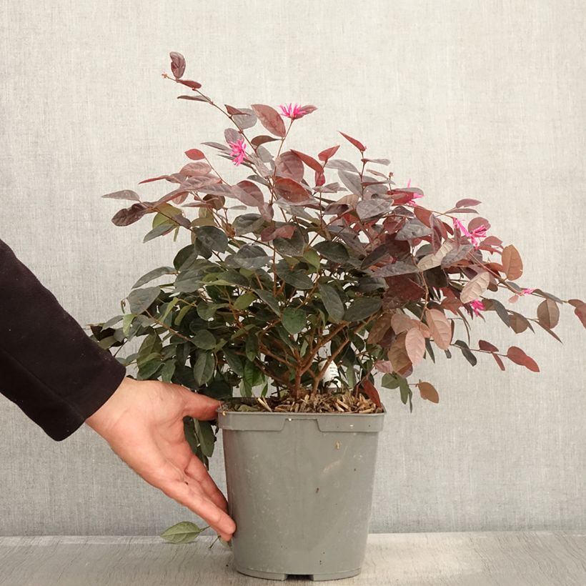 Spécimen de Loropetalum chinense - Loropétale de Chine Pot de 2L/3L tel que livré en automne