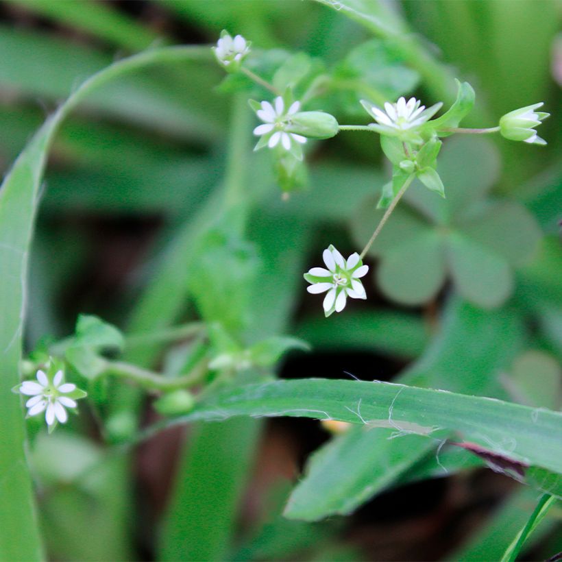 Luzule printanière - Luzula pilosa (Floraison)