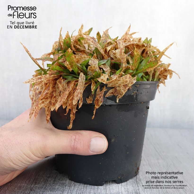 Spécimen de Lychnis flos cuculi Jenny - Oeillet des prés rose en pot de 2L/3L tel que livré en automne