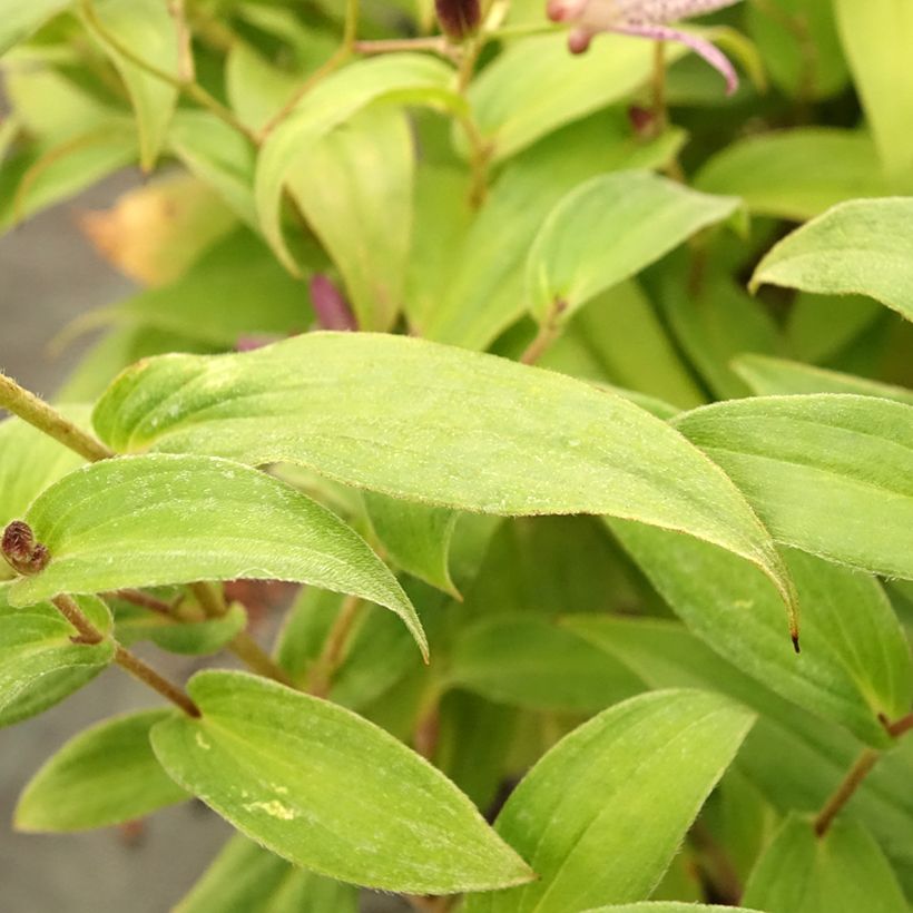 Lys orchidée - Tricyrtis formosana Pink Freckles (Feuillage)