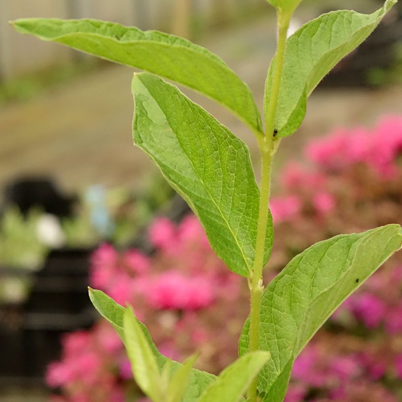 Lysimachia vulgaris - Lysimaque commune  (Feuillage)