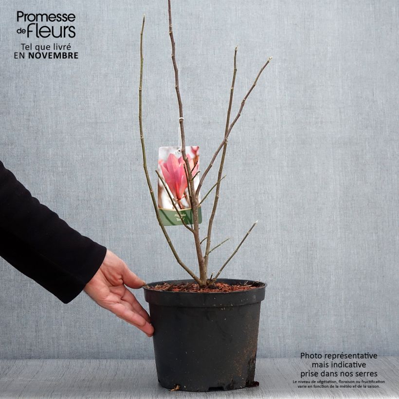 Spécimen de Magnolia Betty Pot de 4L/5L tel que livré en automne