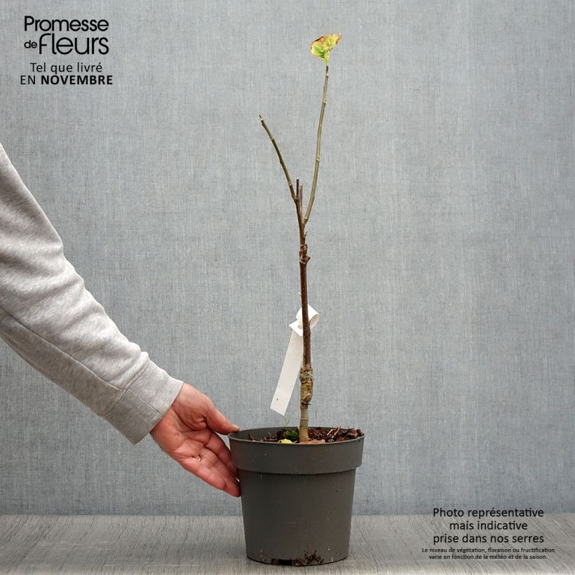 Spécimen de Magnolia brooklyniensis Yellow Bird en pot de 3L/4L tel que livré en automne