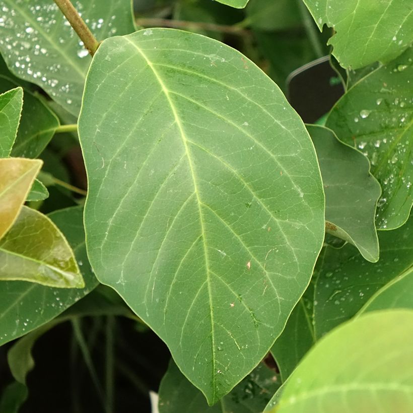 Magnolia denudata Sunrise (Feuillage)