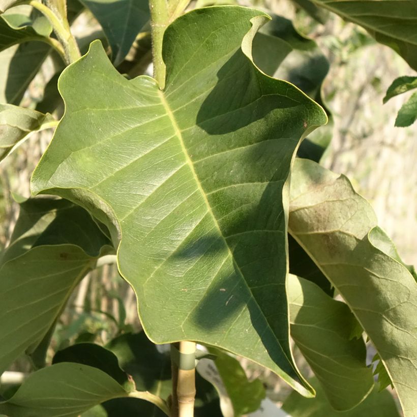 Magnolia Emperor (Feuillage)