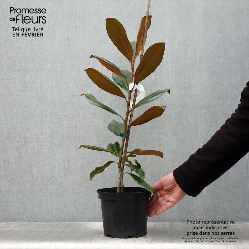 Spécimen de Magnolia grandiflora Double Nantais Pot de 3-4L tel que livré en hiver