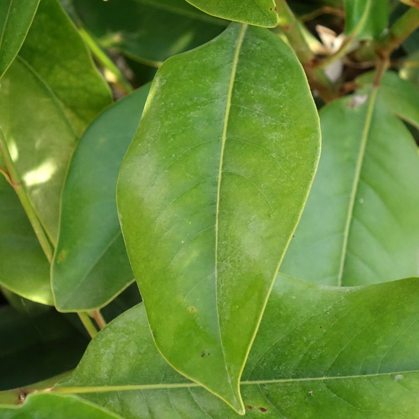 Magnolia grandiflora Double Nantais (Feuillage)