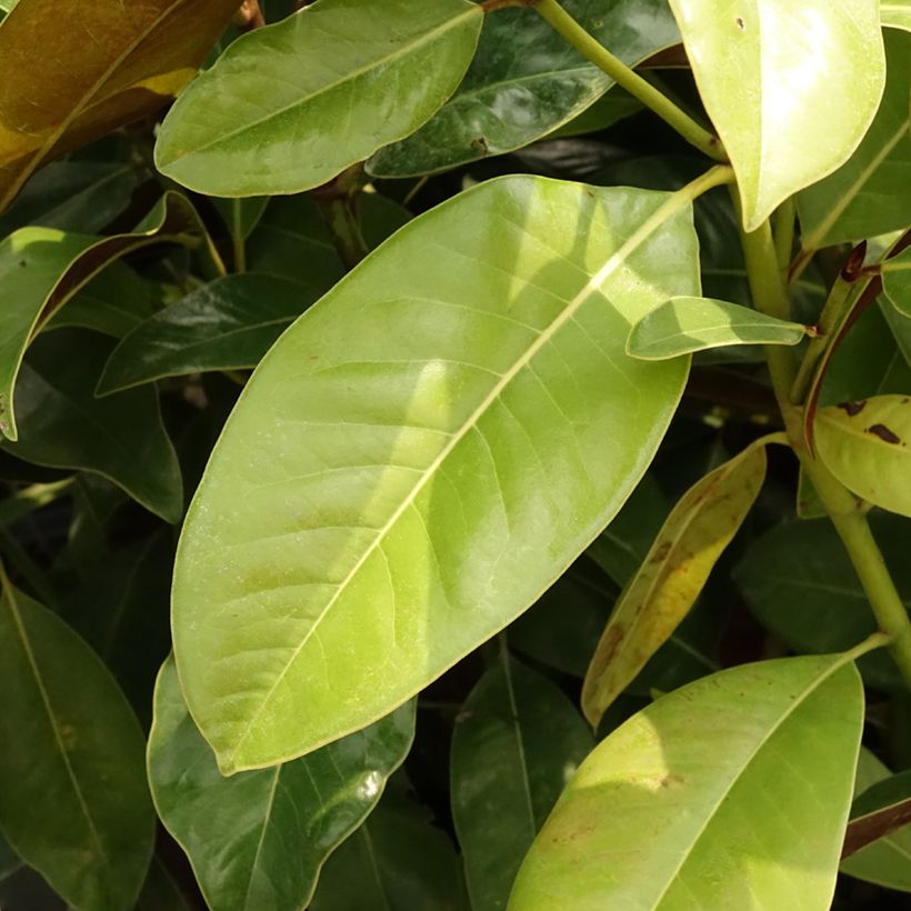 Magnolia grandiflora Victoria - Laurier-tulipier (Feuillage)