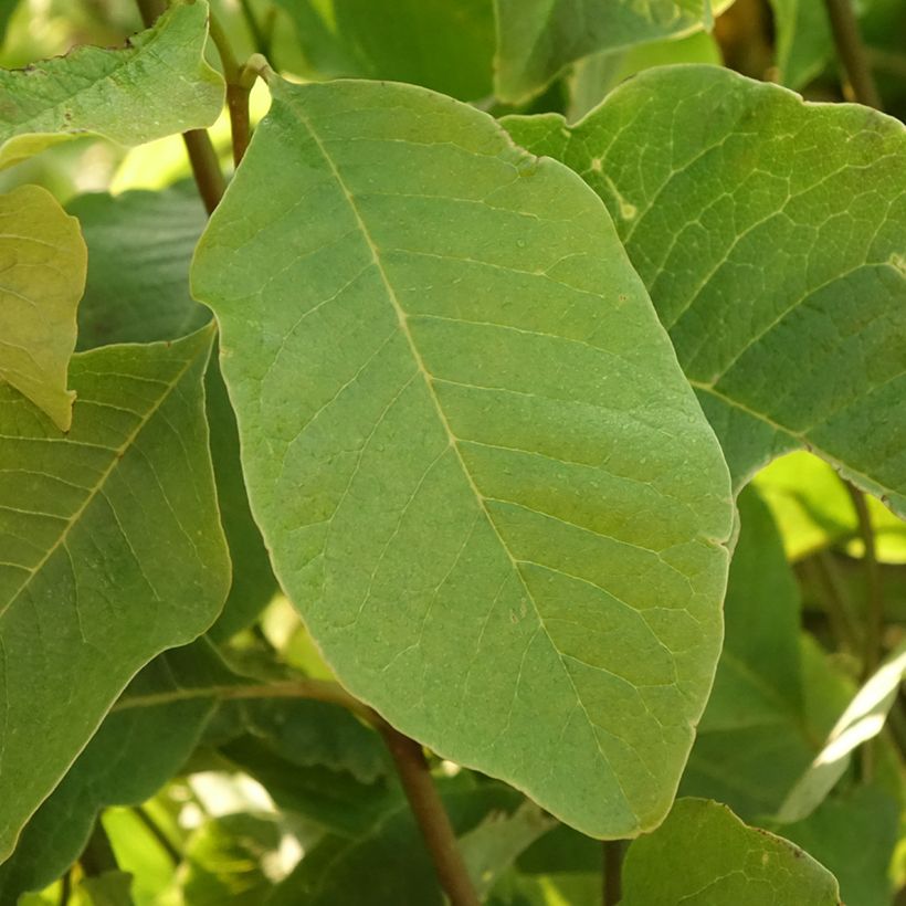 Magnolia kobus - Magnolia de Kobe (Feuillage)