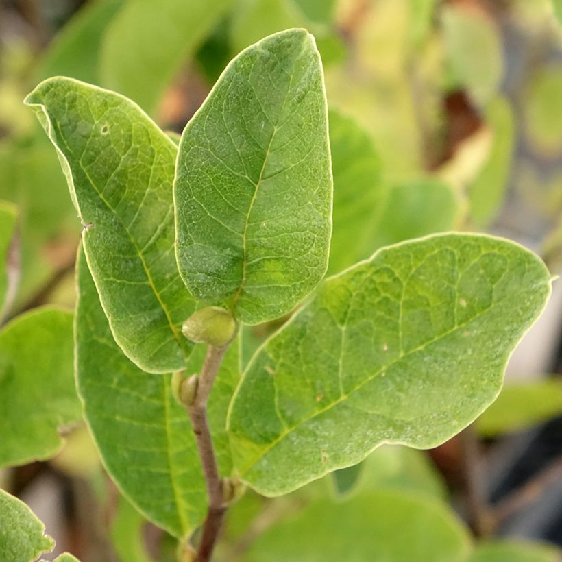 Magnolia loebneri Mags Pirouette (Feuillage)