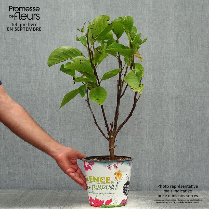 Spécimen de Magnolia Manchu Fan en pot de 4l/5l tel que livré en automne