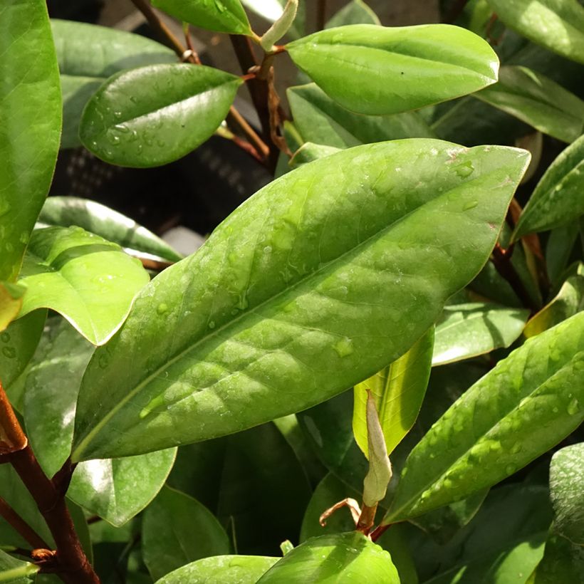 Magnolia persistant D.d. blanchard - Magnolias grandiflora (Feuillage)