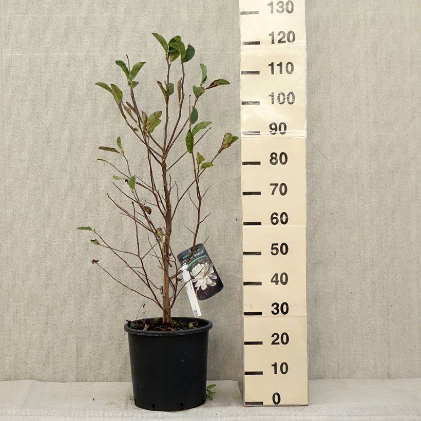 Spécimen de Magnolia x loebneri Wildcat - Magnolia hybride en pot de 7,5l/10l tel que livré en automne