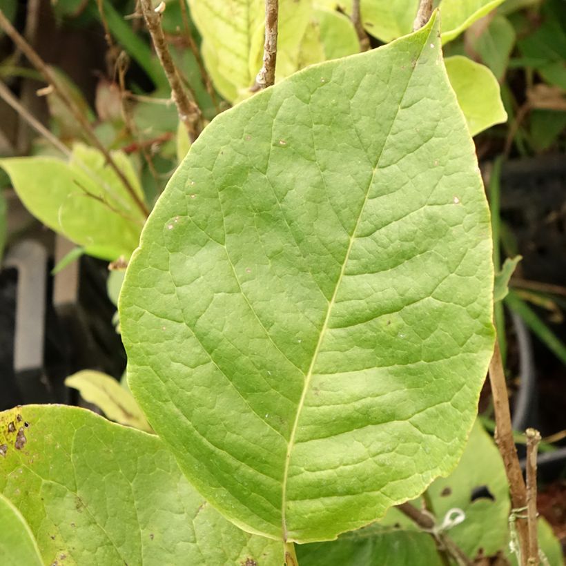 Magnolia soulangeana Lennei (Feuillage)