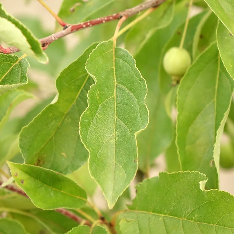 Malus Comtesse De Paris - Pommier d'ornement (Feuillage)