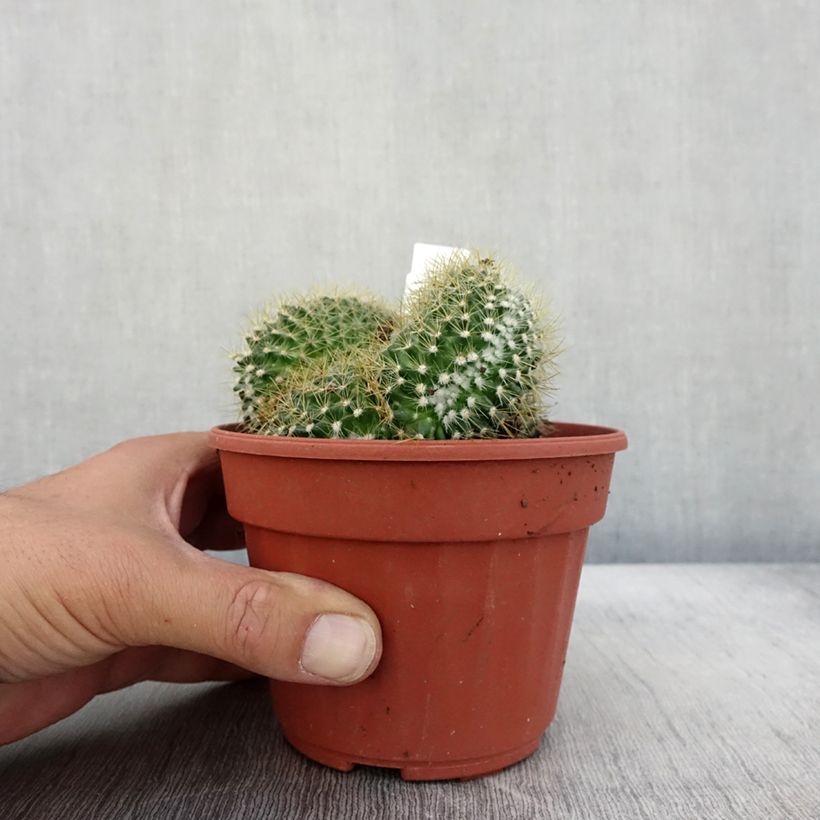 Spécimen de Mammillaria elongata Cristata Pot de 13 cm tel que livré en automne