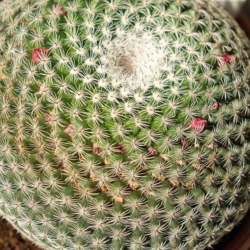 Mammillaria perbella  (Feuillage)