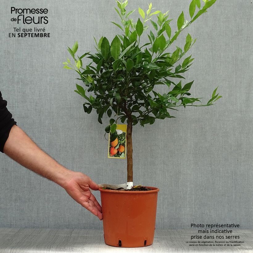 Spécimen de Mandarinier - Citrus reticulata Keraji en pot de 3L tel que livré en automne