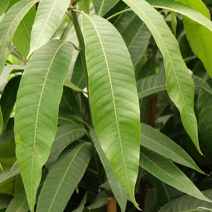 Mangifera indica - Manguier (Feuillage)