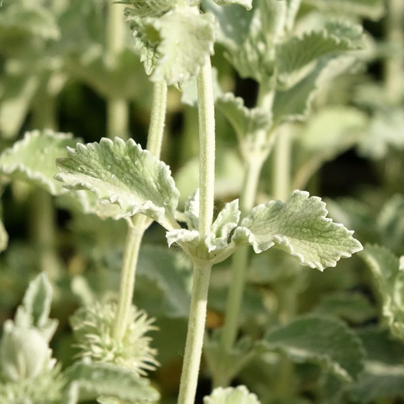 Marrubium incanum - Marrube gris ou blanchi  (Feuillage)