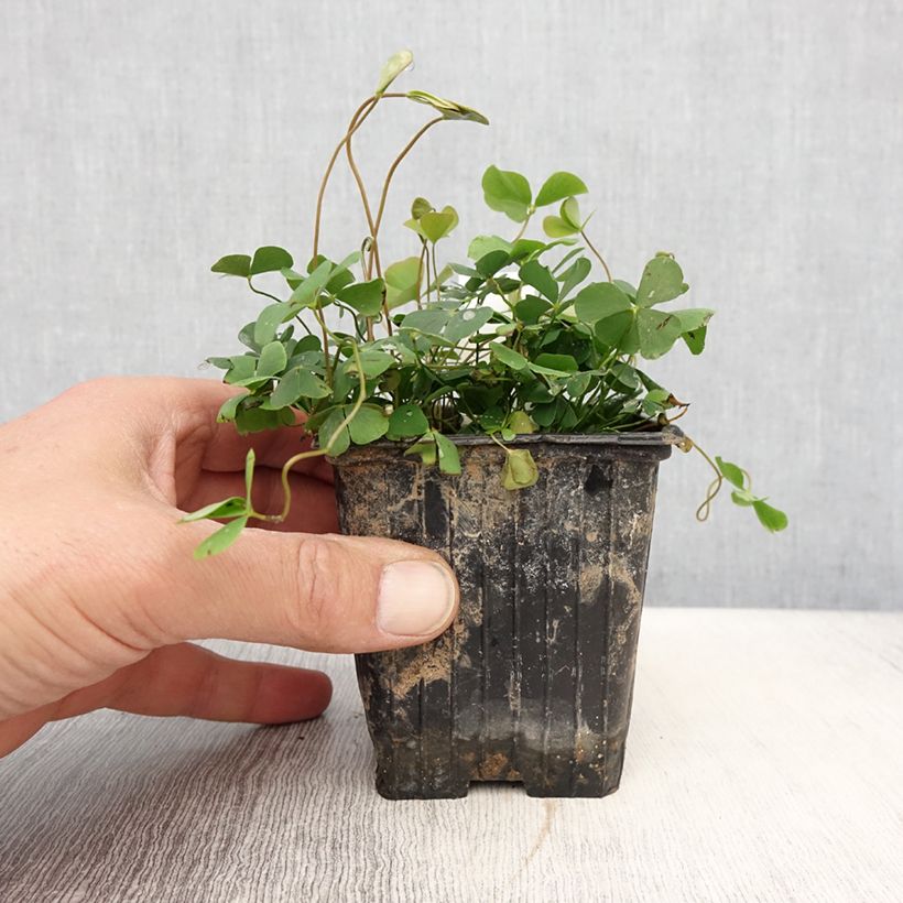 Spécimen de Marsilea quadrifolia - Marsilée à quatre feuilles - Godet de 8/9 cm tel que livré au printemps