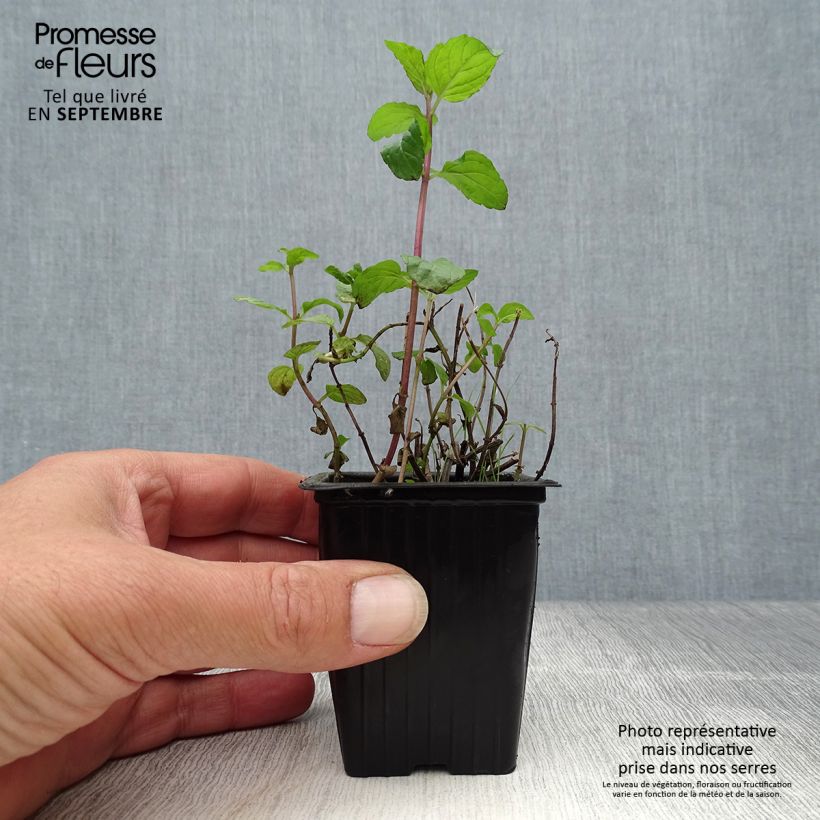 Spécimen de Menthe chocolat - Mentha x piperita schocominze Godet de 8 cm tel que livré en automne