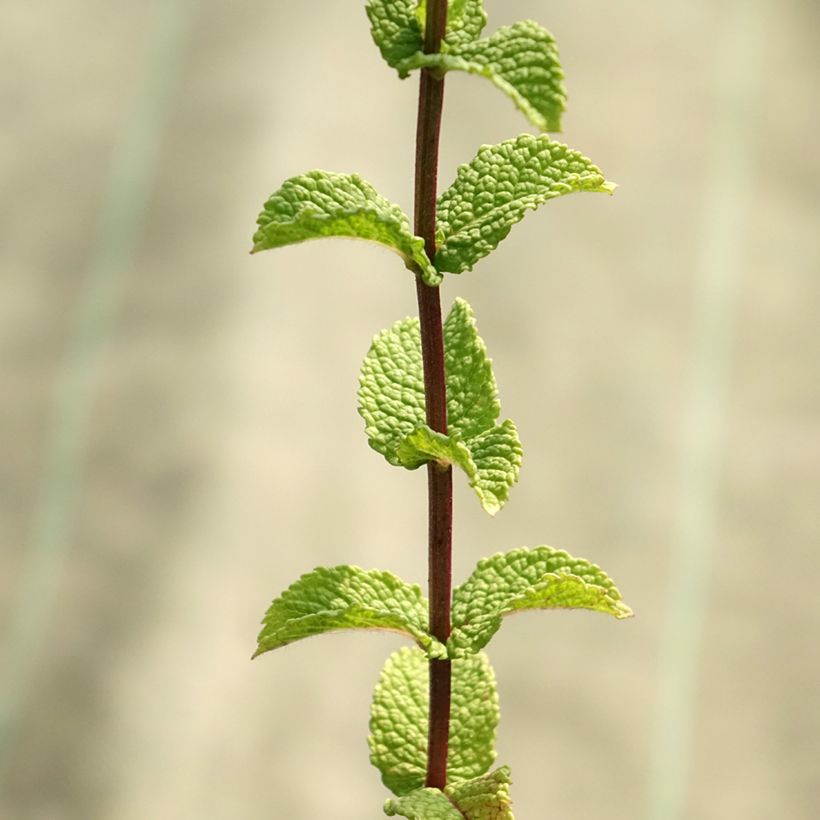 Menthe espagnole en plants BIO (Feuillage)