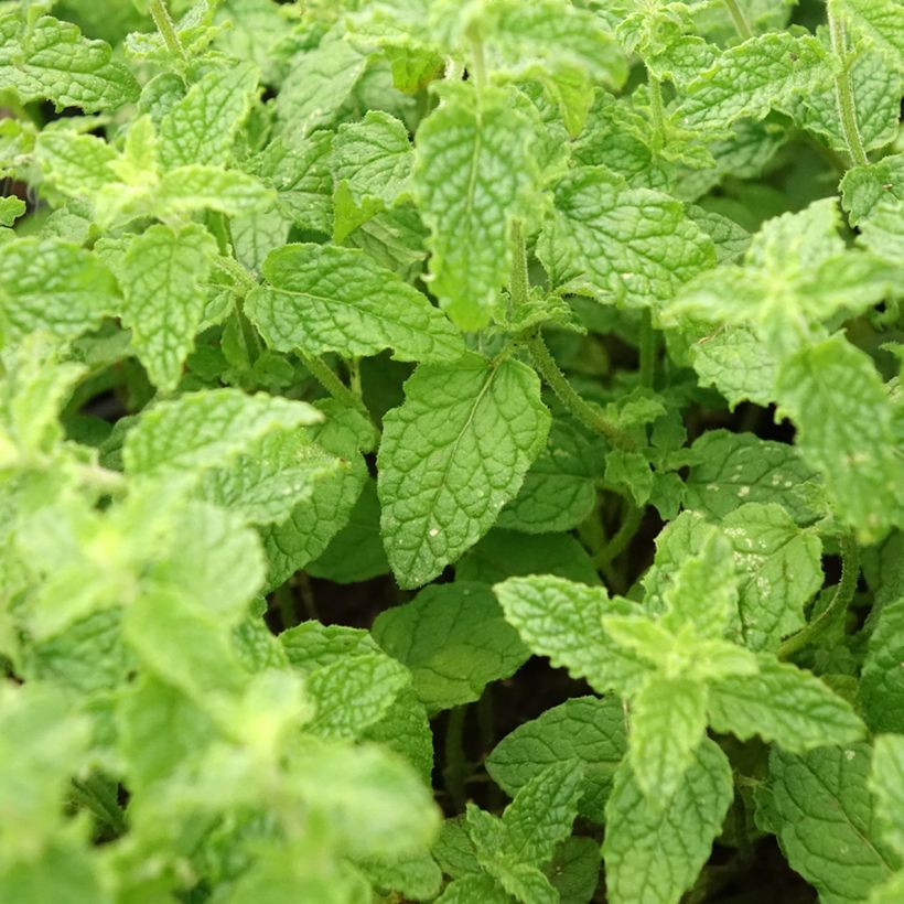 Menthe Fraise - Mentha spicata Strawberry  (Feuillage)