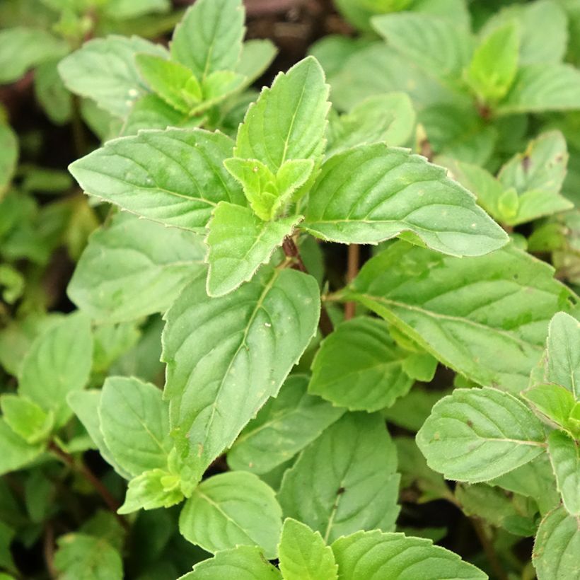 Menthe Gingembre - Mentha piperita Ginger (Feuillage)