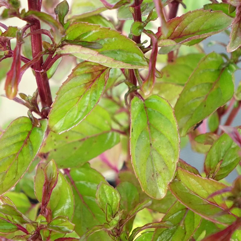 Menthe Goût d'Orange - Mentha citrata Goût d'Orange  (Feuillage)