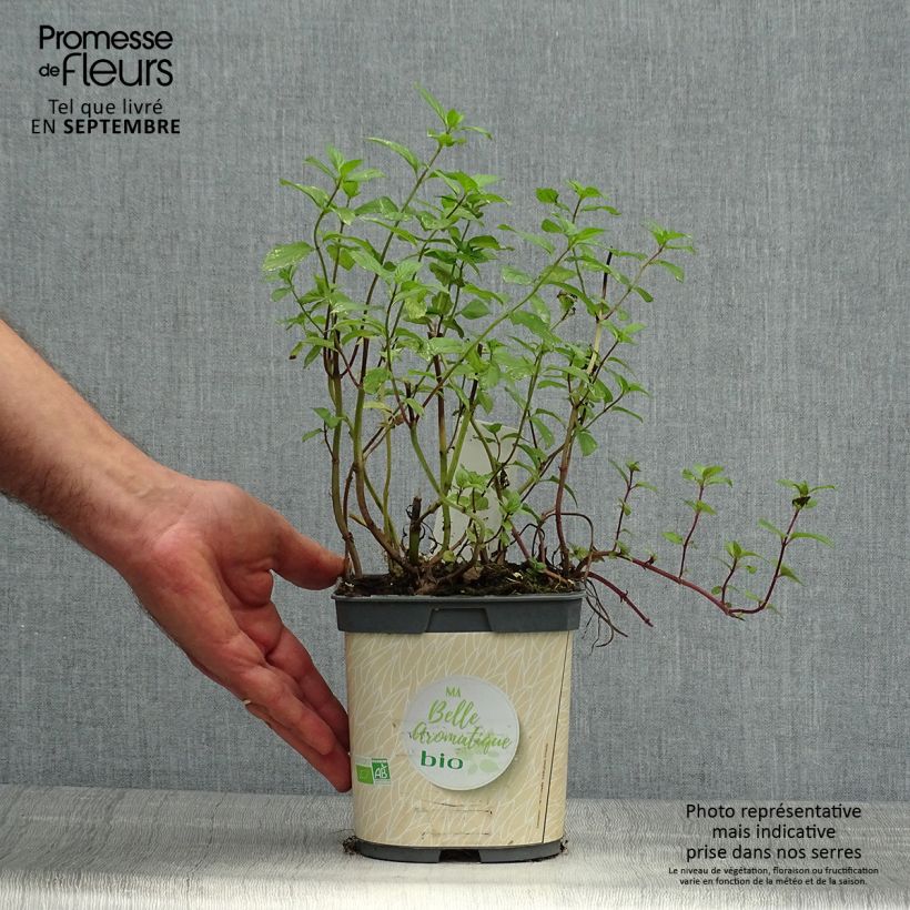 Spécimen de Menthe poivrée - Mentha piperata en plant BIO Pot de 1L./1,5L. tel que livré en automne