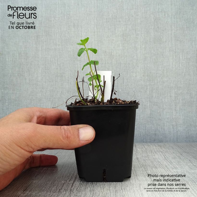 Spécimen de Menthe poivrée - Mentha piperita Godet de 8 cm tel que livré en automne