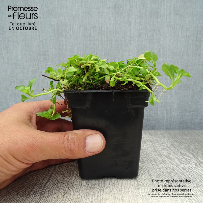 Spécimen de Menthe Pouliot - Mentha pulegium Godet de 8 cm tel que livré en automne