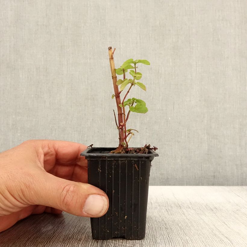 Spécimen de Menthe rotundifolia BIO Godet de 8 cm tel que livré en automne