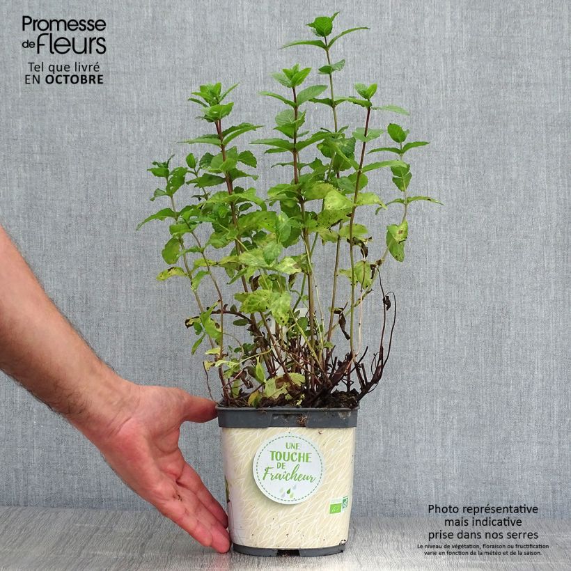 Spécimen de Menthe verte - Mentha spicata en plant BIO Pot de 2L/3L tel que livré en automne