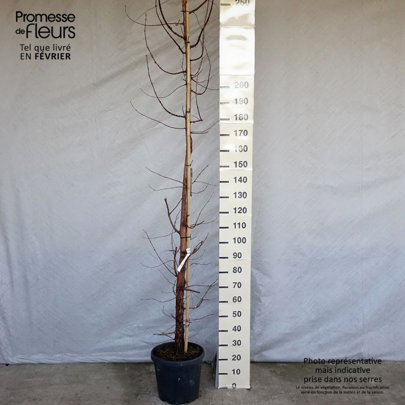 Spécimen de Metasequoia glyptostroboides en pot de 18/20L tel que livré en hiver