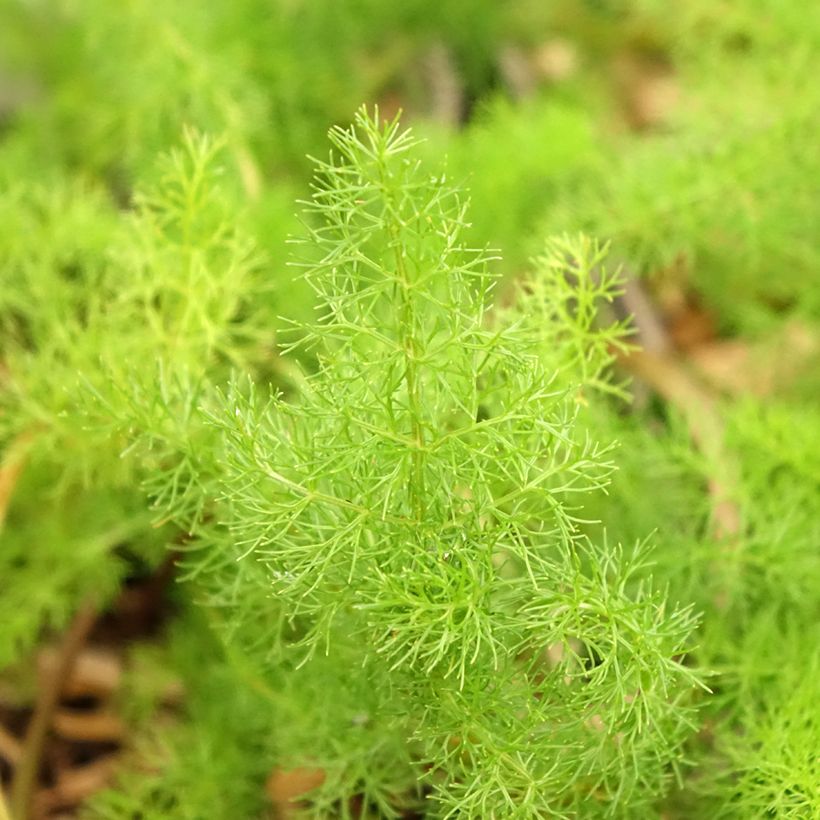 Meum athamanticum - Cerfeuil des Alpes (Feuillage)