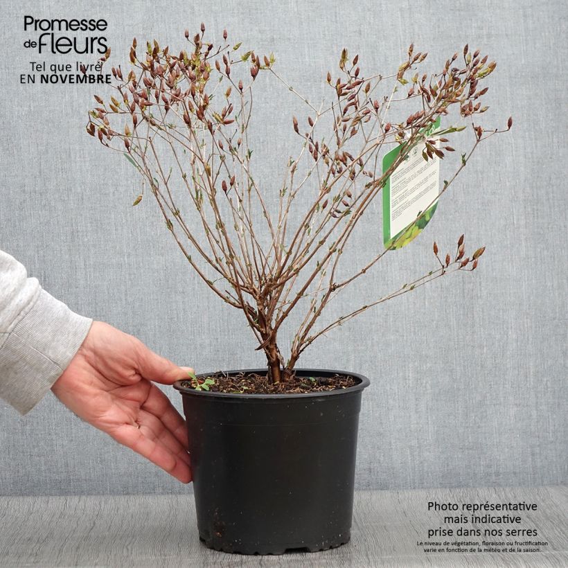 Spécimen de Millepertuis de kalmian - Hypericum kalmianum Gemo Pot de 3L/4L tel que livré en automne