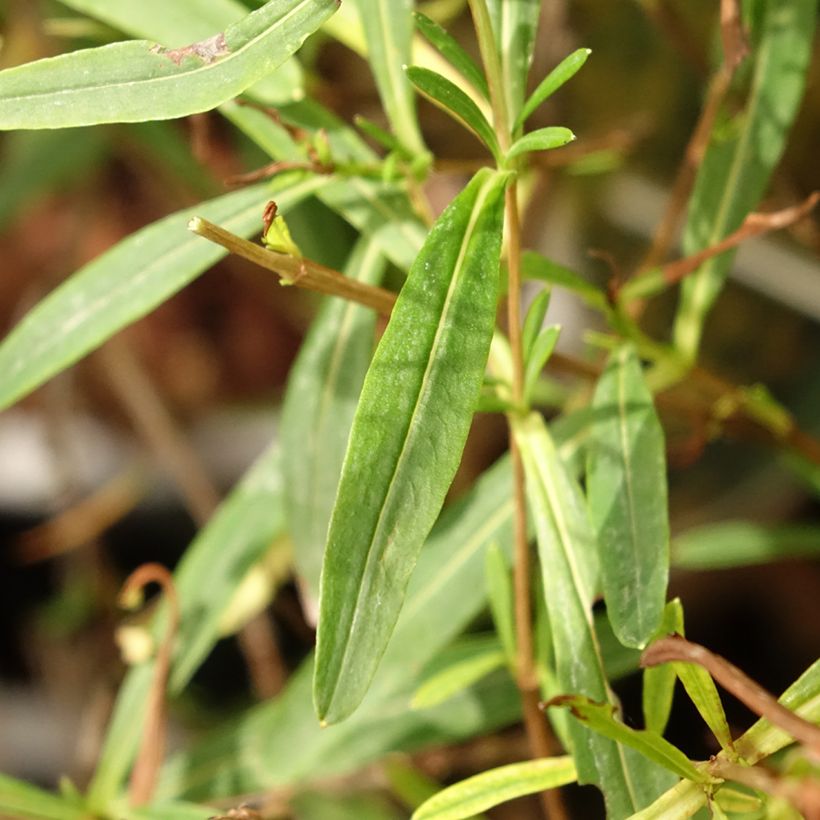 Millepertuis - Hypericum kalmianum Sunny Boulevard (Feuillage)