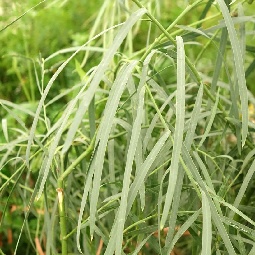 Mimosa à feuilles de saule - Acacia iteaphylla (Feuillage)