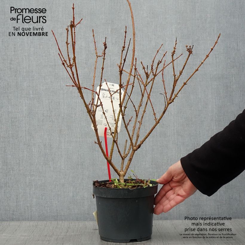 Spécimen de Forsythia x intermedia Lynwood - Mimosa de Paris tel que livré en automne