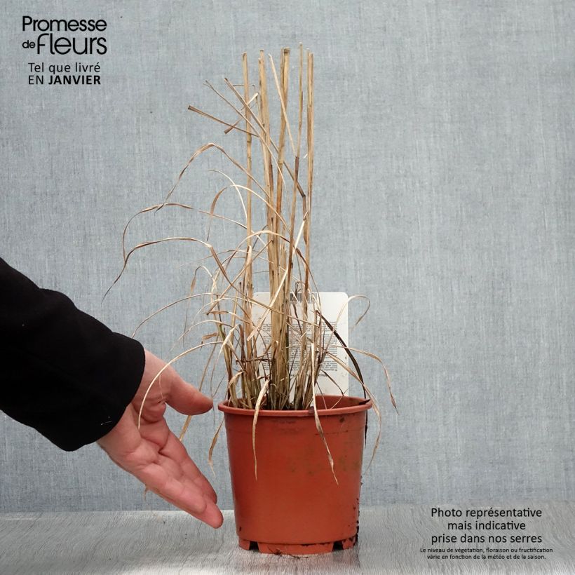 Spécimen de Miscanthus sinensis Ferner Osten - Roseau de Chine - pot de 1L/1.5L tel que livré en hiver