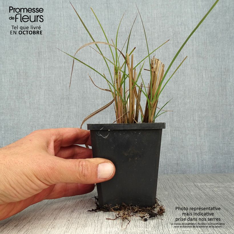 Spécimen de Miscanthus sinensis Graziella - Roseau de Chine Godet de 9cm tel que livré en automne