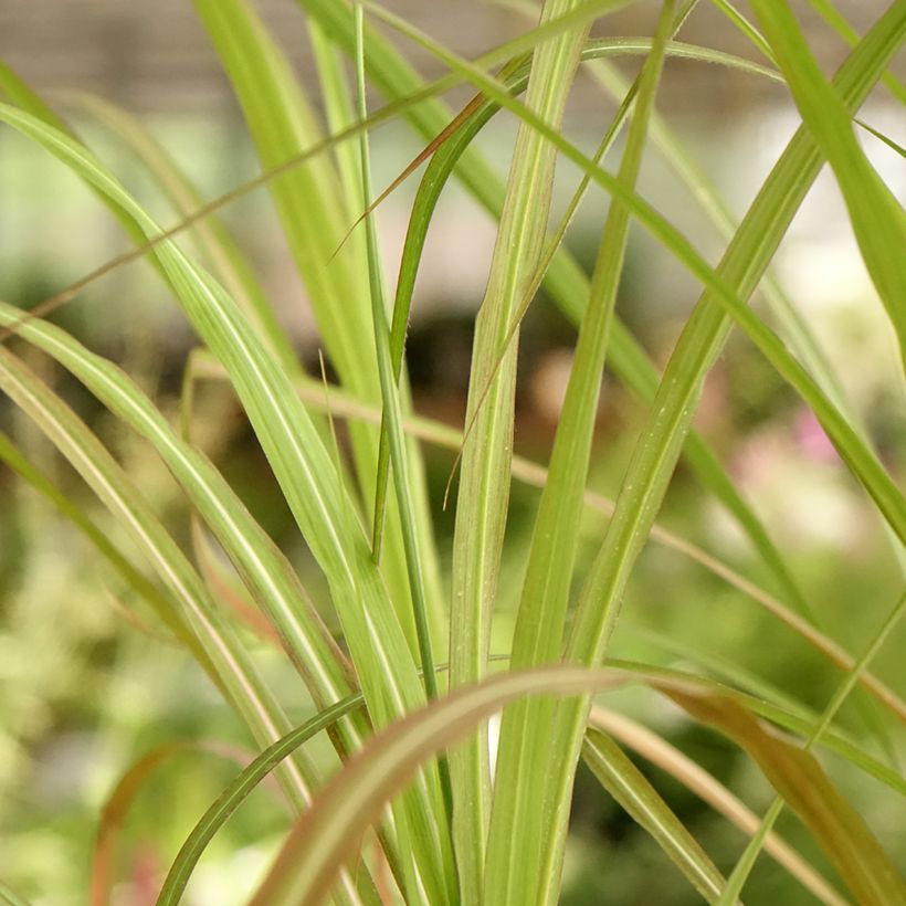 Miscanthus sinensis Kaskade - Roseau de Chine (Feuillage)