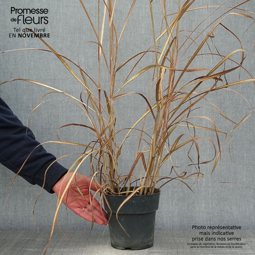 Spécimen de Miscanthus sinensis Kleine Fontäne (Petite Fontaine) en pot de 4L/5L tel que livré en automne